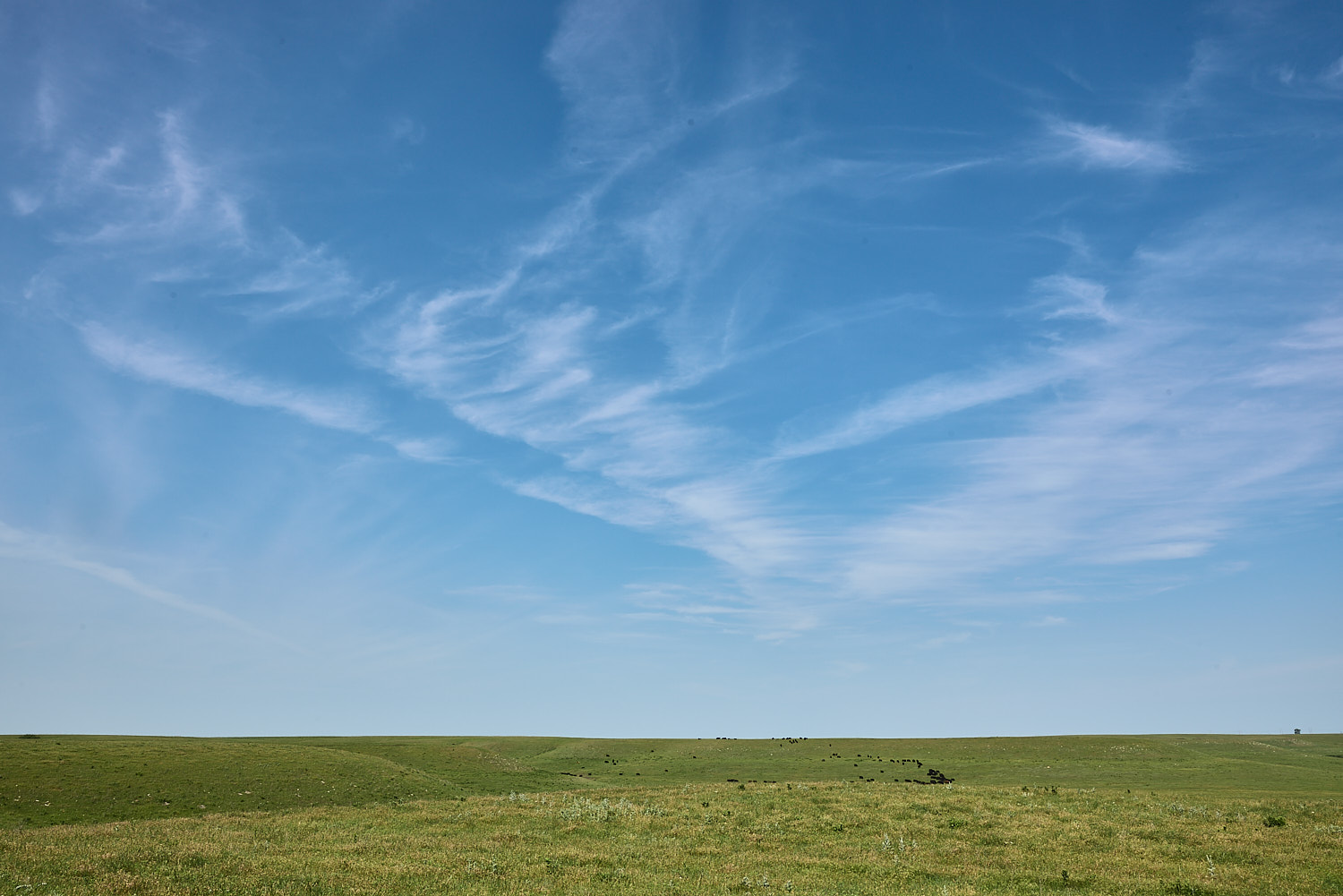 Group of swans circling in for a landing amoung Loess Bluffs NWR wetlands.