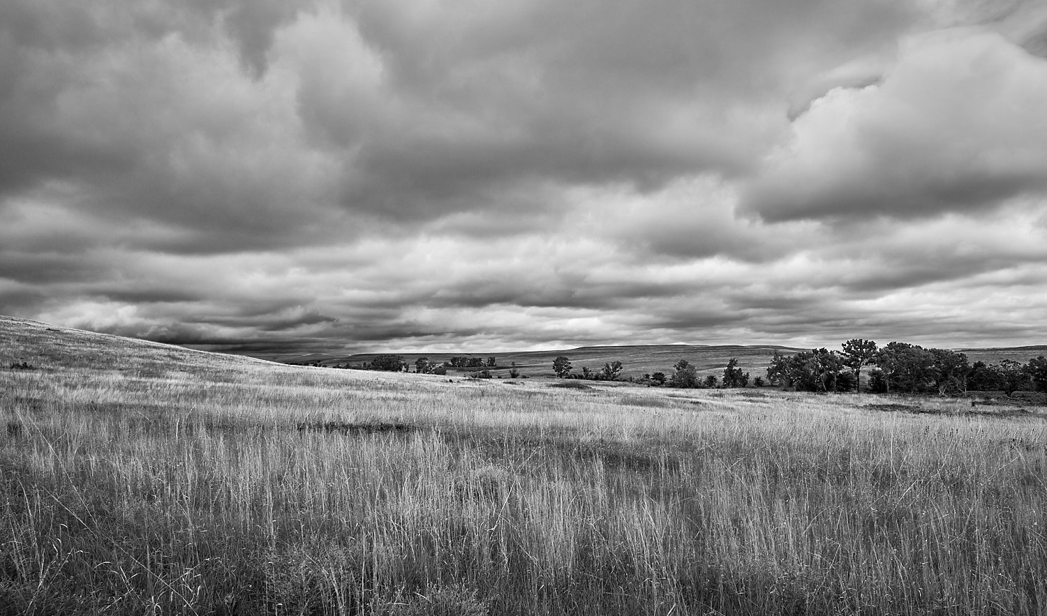 Bald eagle in flight with a duck in it's talons at sunset.